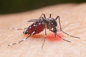 Largest Dengue Outbreak